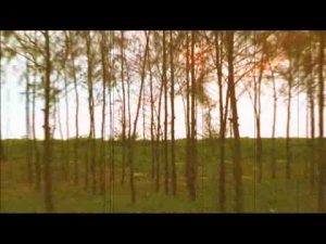 Kaav :: A New Song