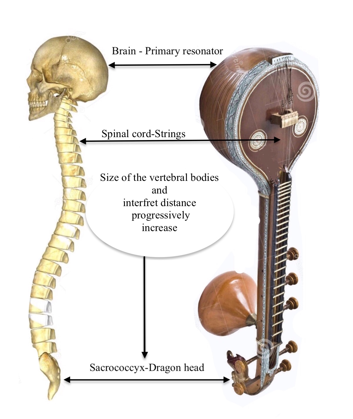 Anatomical analogy between human body and Saraswati Veena - Score Short ...